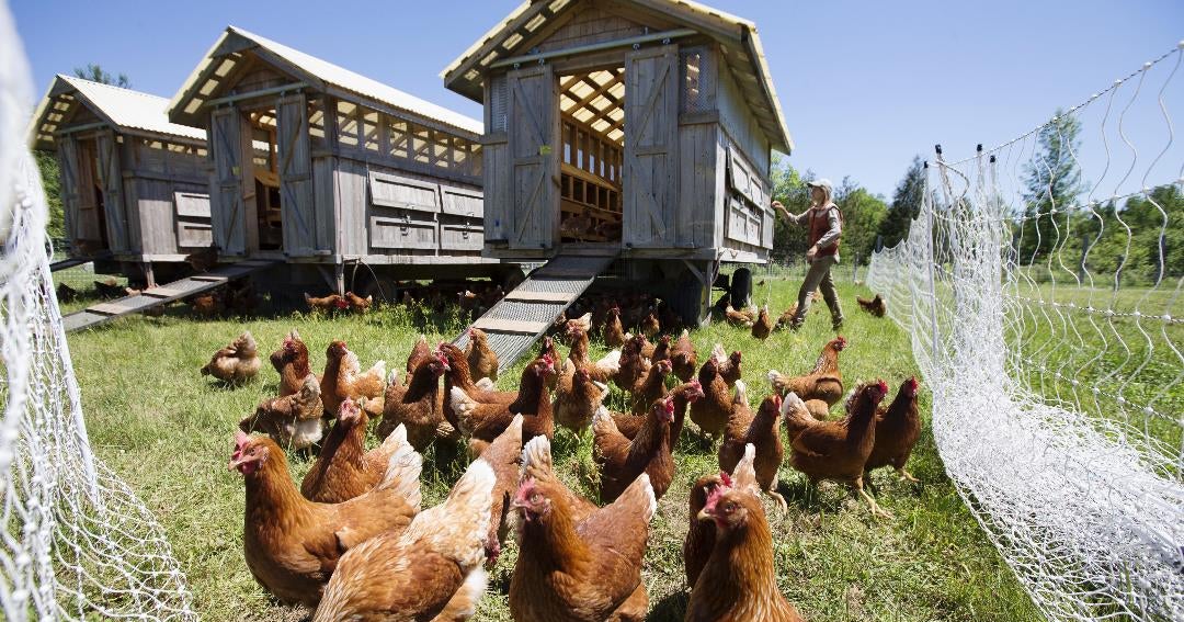 ¿Qué se necesita para montar una granja avícola?