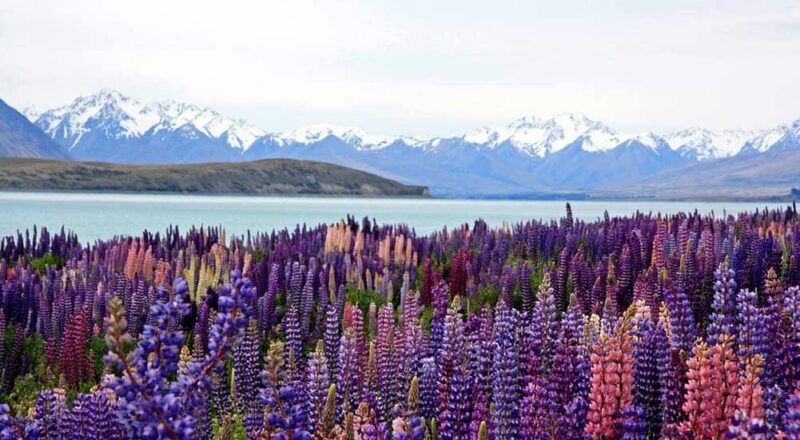 Requisitos para Viajar a New Zealand desde España